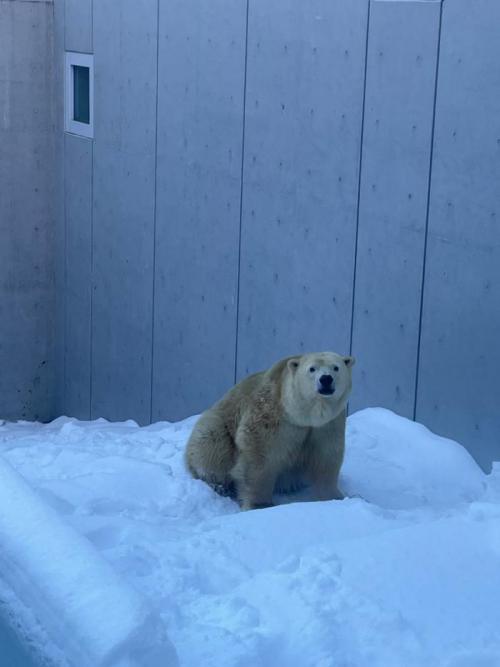 ホッキョクグマ　リラの様子