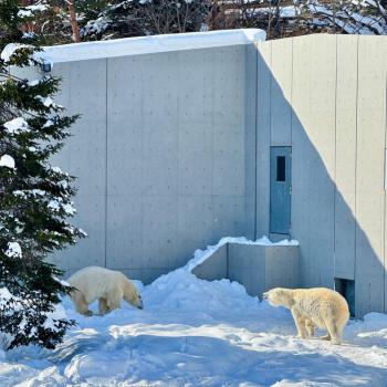 ホッキョクグマリラとライト