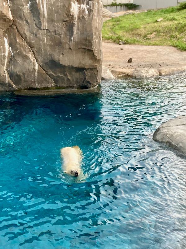 ホッキョクグマのライトが泳ぐ様子