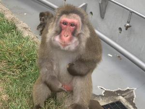 ニホンザル「さ美太」