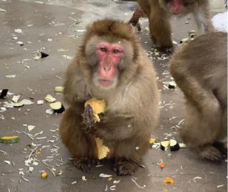 ニホンザルちゃ四の写真