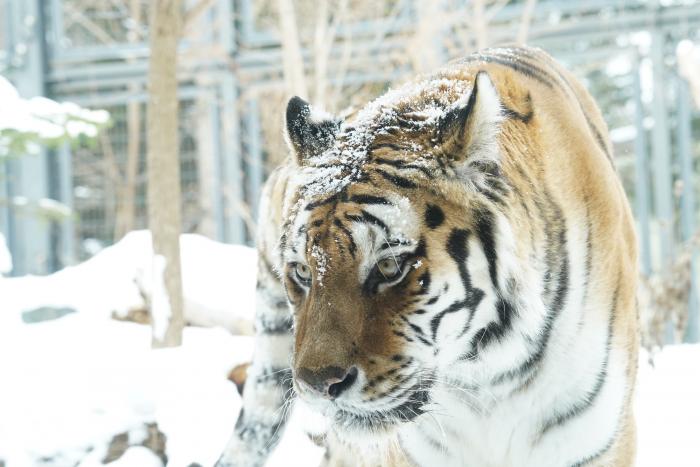 アムールトラの アイ が亡くなりました 第二報を追記しました 札幌市円山動物園