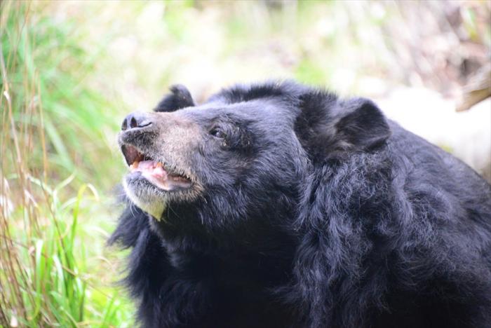 ヒマラヤグマの「ミナミ」