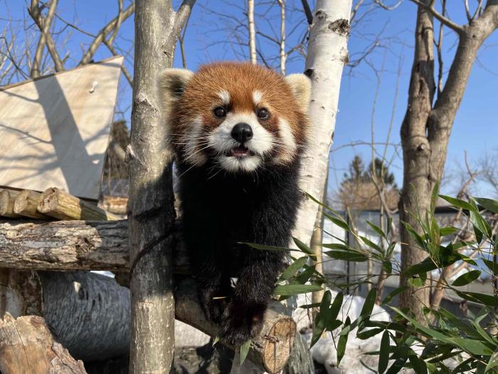 20260322ヒナギク