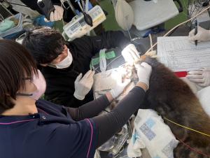 歯科処置の様子