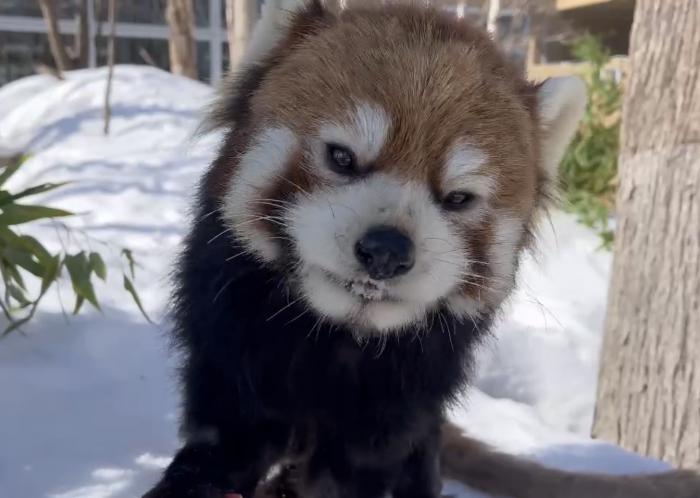 レッサーパンダ「小百合」