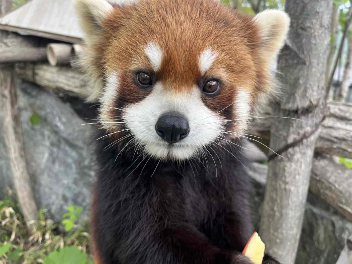 レッサーパンダ　ヒナギク