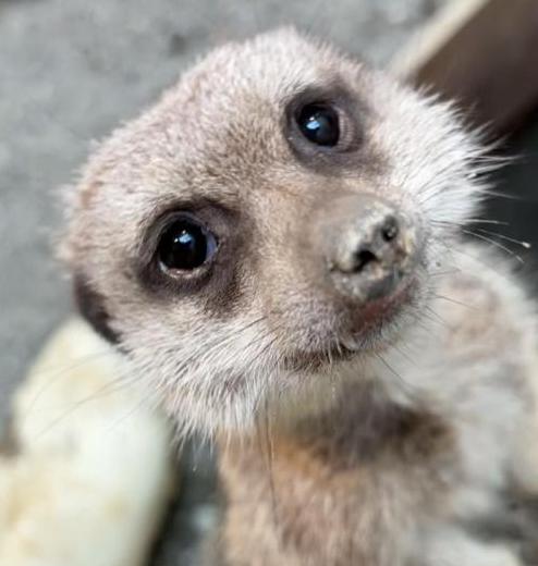 ミーアキャット「マメ」
