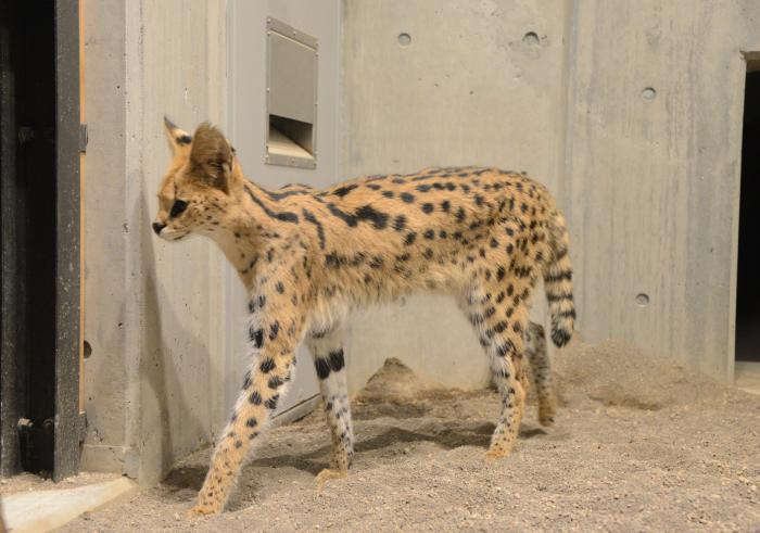 サーバルキャット エン の状況について 札幌市円山動物園