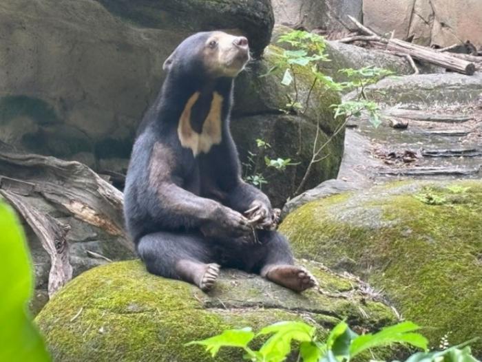 小熊妹