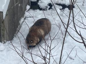 カンガルー屋外放飼場のエゾタヌキ