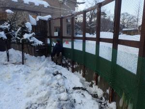 補修後の外放飼場柵