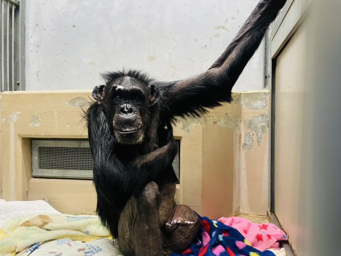 手術翌日のチンパンジー「ガチャ」