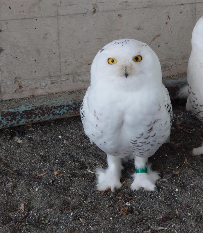 おびひろ動物園からシロフクロウの とうふ が来園しました 札幌市円山動物園