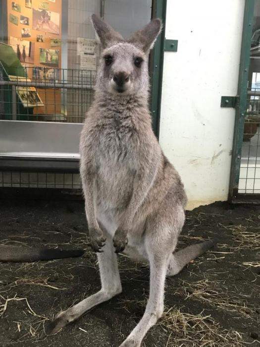 オオカンガルーのアトラス