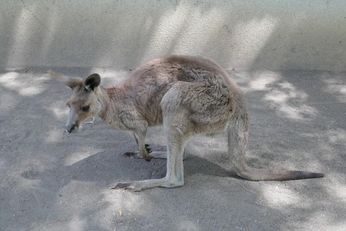 オオカンガルーのエイミー