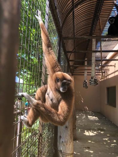 シロテテナガザル「アイ」