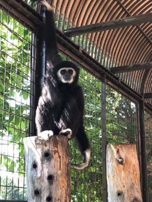 シロテテナガザル「コタロー」