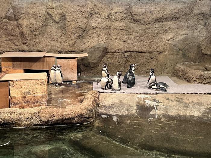 カバ館でのペンギンの様子1
