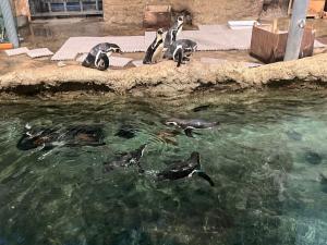 カバ館でのペンギンの様子2