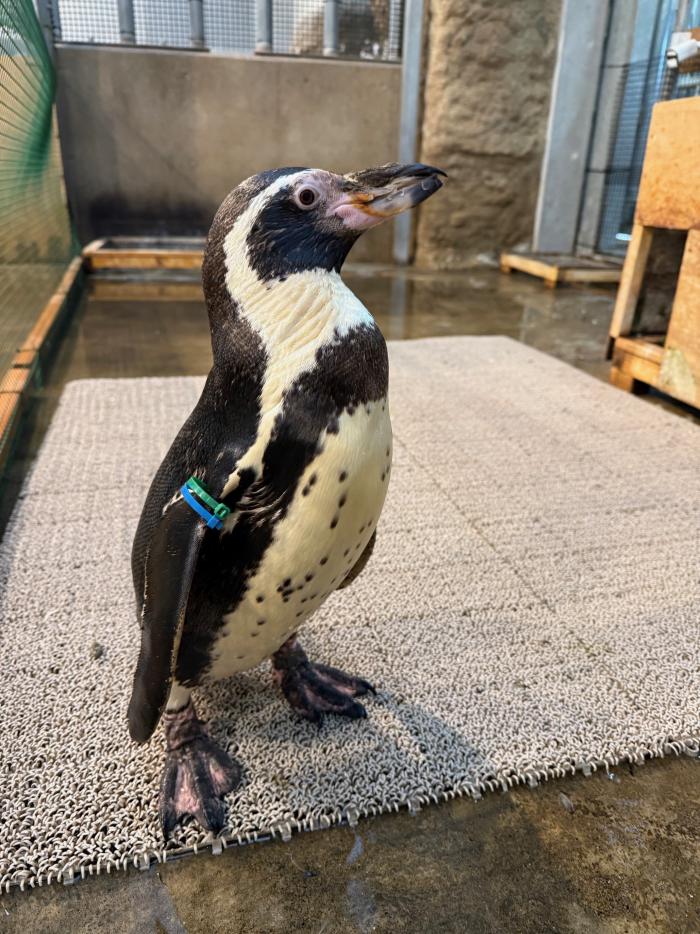 フンボルトペンギン　アオバ