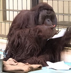 釧路市動物園のていじろう