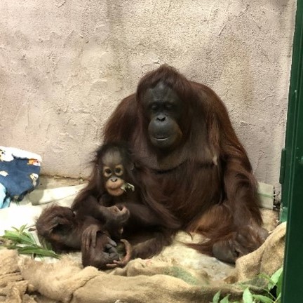 オランウータンのレンボーとレイト