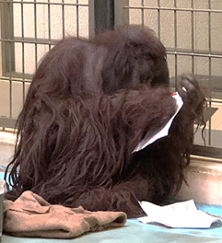 釧路市動物園のていじろう