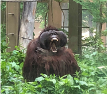 オランウータン画像