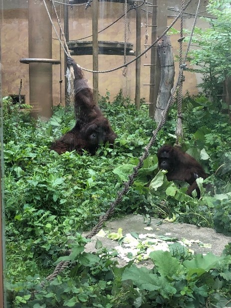 オランウータン