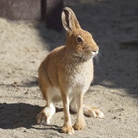 エゾユキウサギ