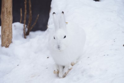 エゾユキウサギの画像