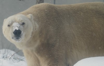 ホッキョクグマの画像