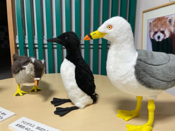 第一回海鳥展の様子