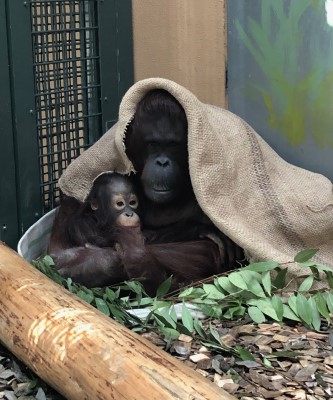 オランウータンの親子の写真