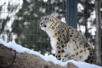 ユキヒョウの画像