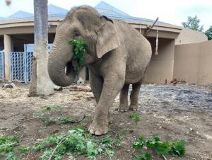 枝を食べるアジアゾウ