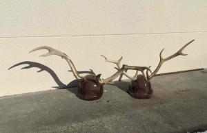 シカ角ヘルメット