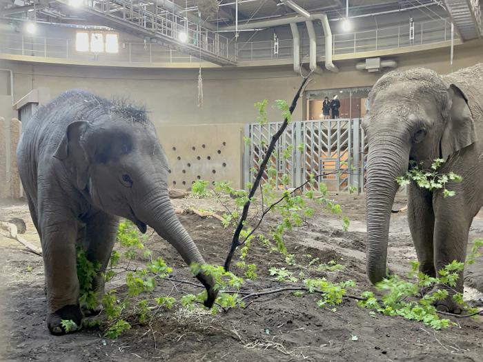 枝を食べるゾウ