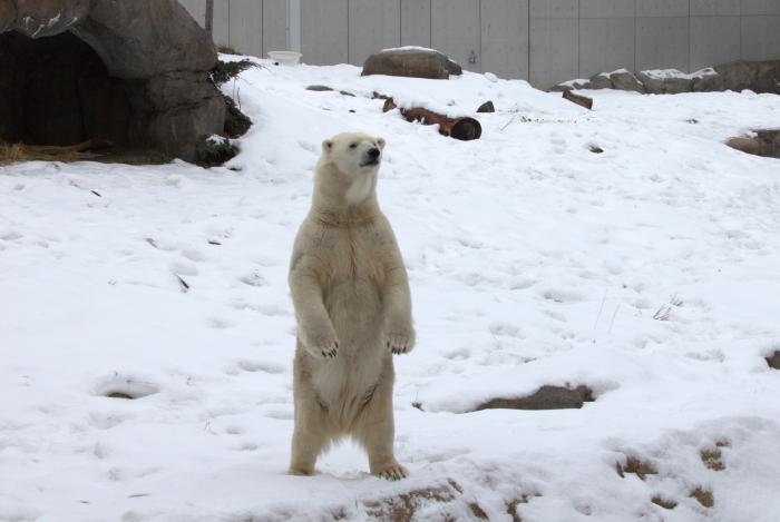 ホッキョクグマ「リラ」