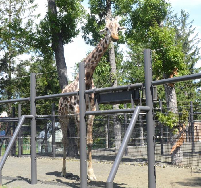 マサイキリン 札幌市円山動物園