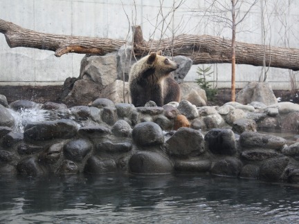 画像：エゾヒグマ館内部