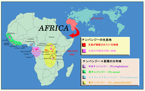 画像:チンパンジーの分類図