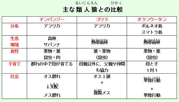 画像:主な類人猿との比較