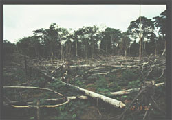 画像:破壊された森林