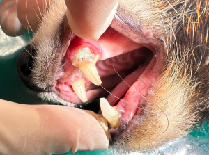 20230418レッサーパンダココ犬歯歯槽膿漏
