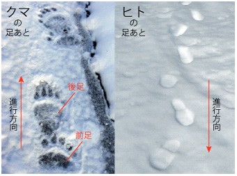 ヒグマ足跡（ヒトとの比較）