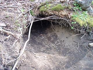 エゾヒグマの生態と野生動物との共存について 札幌市円山動物園