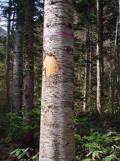 剥がされた樹皮と爪痕