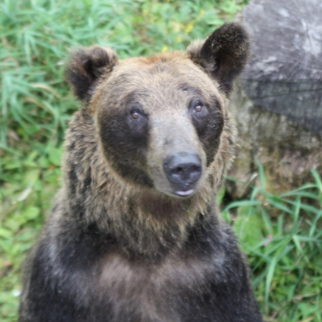 ヒグマイメージ写真1